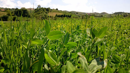 Scenic view of field against sky