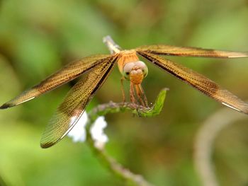 Close-up of dragonfly on leaf