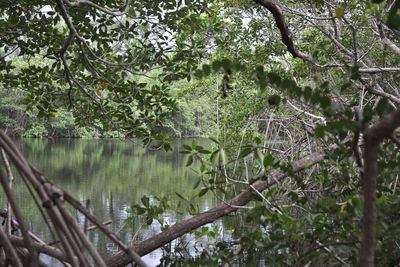 Scenic view of lake in forest