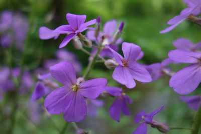 Close-up of purple flowering plants