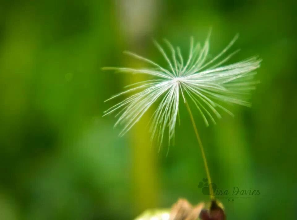 focus on foreground, growth, close-up, flower, selective focus, freshness, plant, nature, fragility, beauty in nature, green color, stem, dandelion, day, field, outdoors, no people, flower head, botany, wildflower