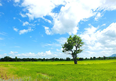 Tree on field against sky