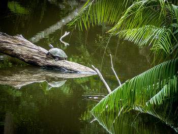 Reflection of tree in lake