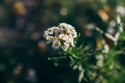 Close-up of flowers against blurred background