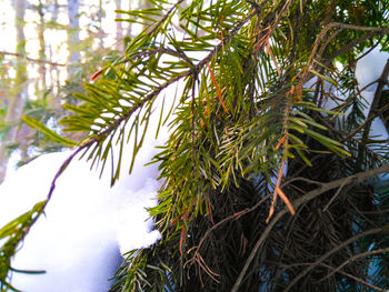 Close-up of fresh green plant