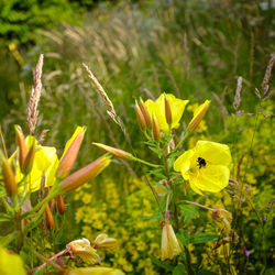 Close-up of yellow flowering plant on field