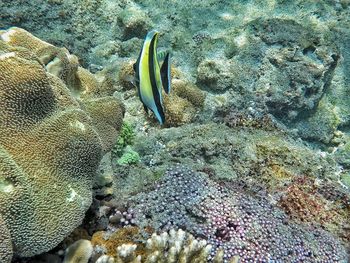 Fish swimming in sea