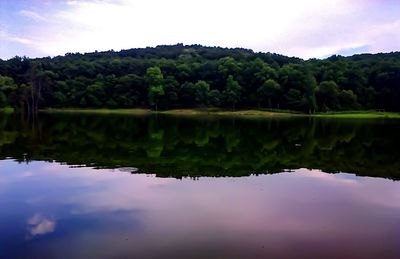 Reflection of trees in water
