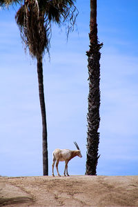 Majestic horned animal isolated between two palms.