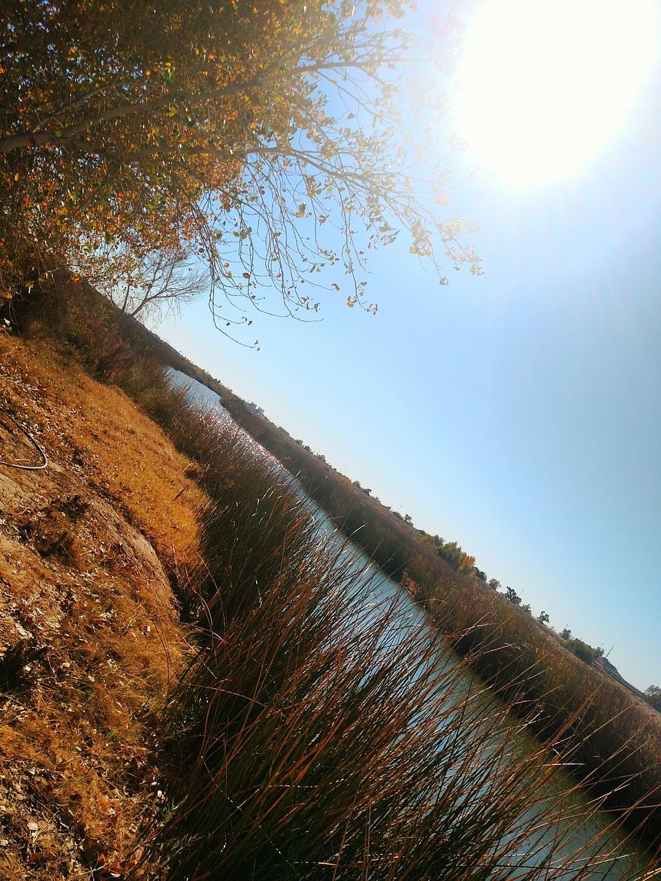 tranquility, tree, sun, tranquil scene, sunlight, water, scenics, beauty in nature, nature, reflection, sunbeam, lens flare, sky, lake, clear sky, idyllic, sunny, non-urban scene, day, outdoors