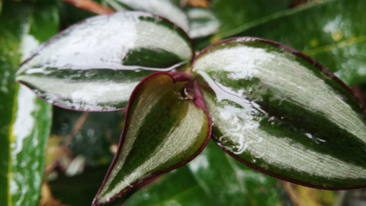 close-up, nature, leaf, green color, no people, beauty in nature, growth, focus on foreground, freshness, wet, outdoors, drop, day, plant, fragility, water