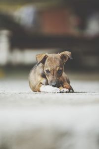 Portrait of dog resting outdoors