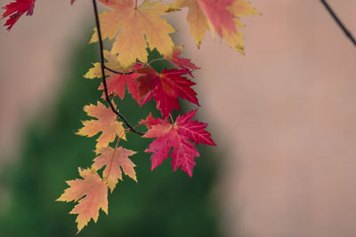 Close-up of maple leaves