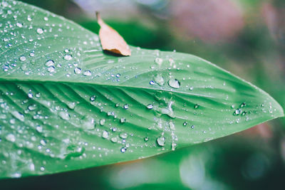 Close-up of water drops on leaves