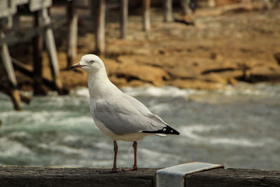 Seagull perching on wooden post