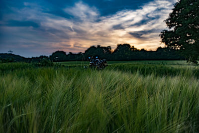 Scenic view of agricultural field against sky during sunset