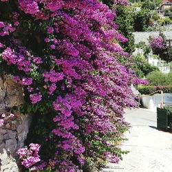 Flowers growing on tree