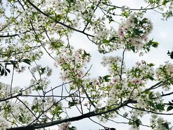 Low angle view of cherry blossoms against sky