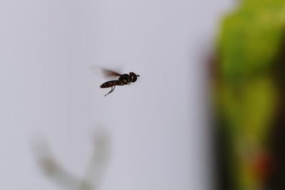 Close-up of bee flying in mid-air