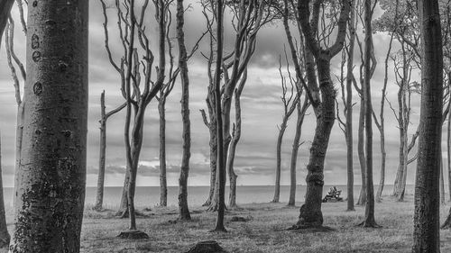 Trees in forest against sky