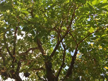 Low angle view of trees in forest