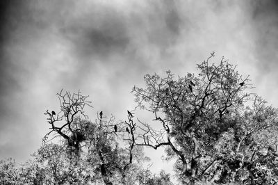 Low angle view of crows perching on bare tree against sky