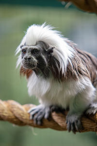 Close-up of a dog looking away