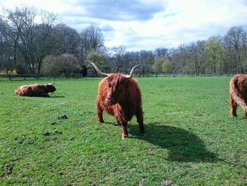 Cows grazing on grassy field