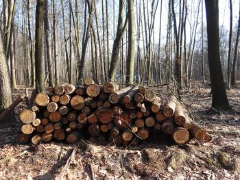 Stack of logs in forest