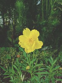 Close-up of yellow flowering plant