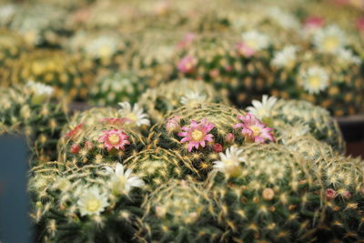 Close-up of flowering plant