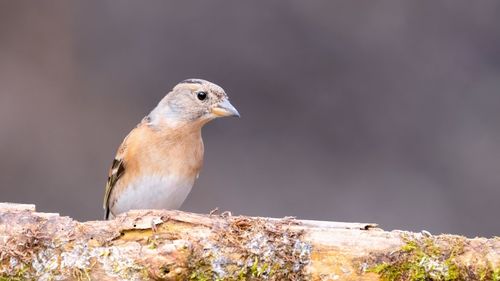 Close-up of bird perching on rock