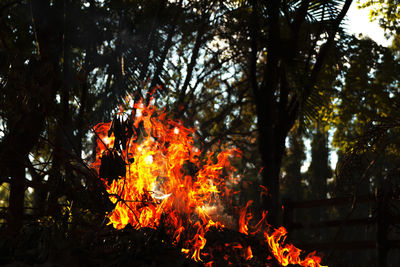 View of fire in forest