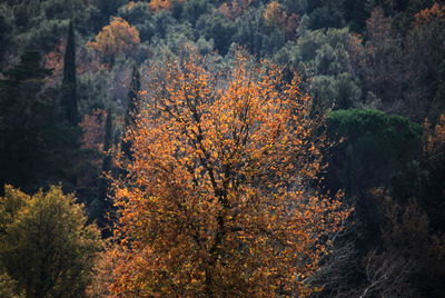 Trees and plants in forest during autumn