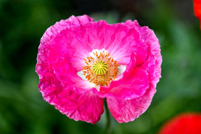 Close-up of pink flower