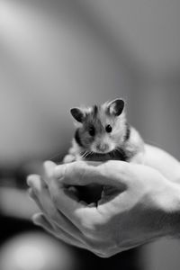 Close-up of hand holding rabbit