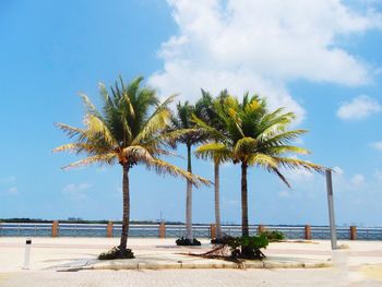 Palm trees on beach against sky