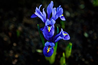 Close-up of purple crocus blooming outdoors