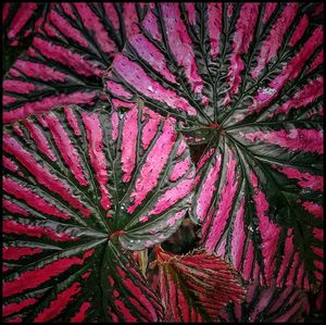 Close-up of red flower