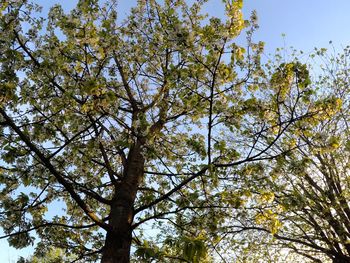 Low angle view of flowering tree against sky