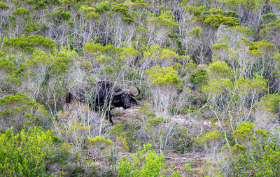 View of plants in forest
