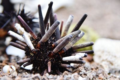 Close-up of caterpillar