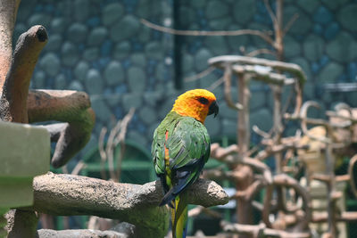animal themes