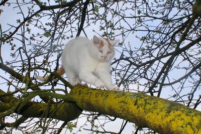 Low angle view of a cat sitting on tree