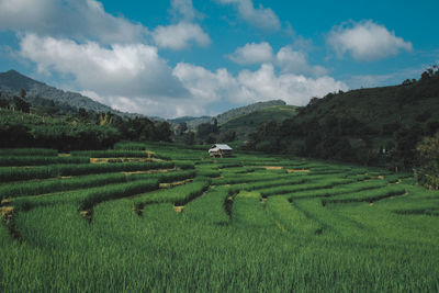 Scenic view of agricultural field against sky