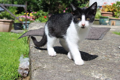 Portrait of cat on grass