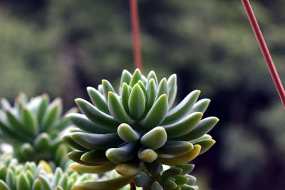 Close-up of succulent plant