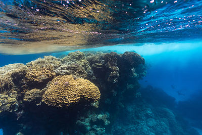 View of coral swimming in sea