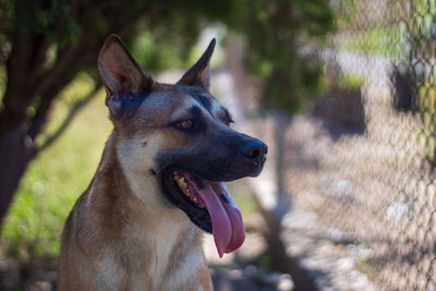 Close-up of a dog looking away