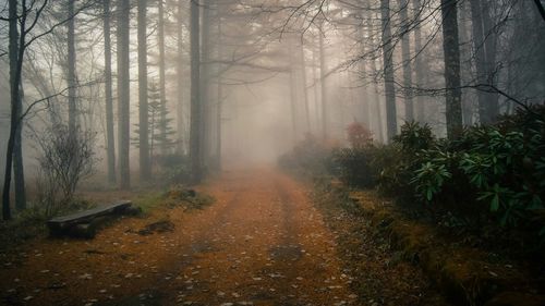 Trees in forest